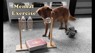 Mental Stimulation and Exercise for Dogs  Toller Edition [upl. by Haroppiz]