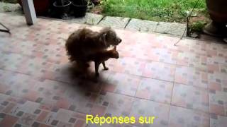 Cat Dog Crossbreed  Chaleurs Chien et Chat en Saillie [upl. by Atimed]