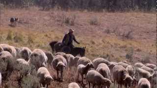 Montana Sheep Drive  Americas Heartland [upl. by Balbur]