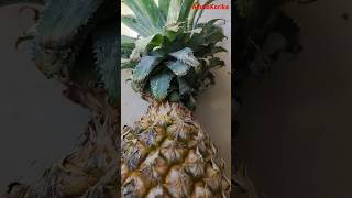 Health benefits of eating an pineapplepineapple Dr Manthena satyanarayana garu shorts fruit [upl. by Apthorp119]