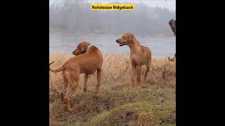 Rhodesian Ridgeback  The Hunting Dog youtubeshorts youtube [upl. by Torr655]