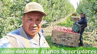 Cansados Y con Mucha Calor aquí seguimos Cortando Manzana 🍎 Es por Contrato por caja [upl. by Raviv602]