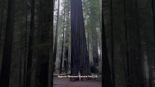 Redwood National Park [upl. by Aurthur885]