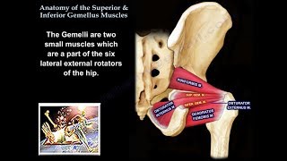 Anatomy Superior amp Inferior Gemellus Muscles  Everything You Need To Know  Dr Nabil Ebraheim [upl. by Adelaida]