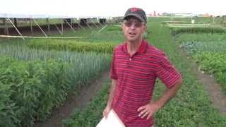 Cover Crops 16 demonstration plots and their seed mixes [upl. by Eppesuig282]