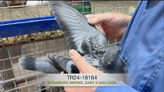 TR2418164 Batenburg Merwe Gaby x Van Loon [upl. by Ynattir]