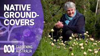 The best native groundcover plants for your garden  Australian native plants  Gardening Australia [upl. by Ishii24]