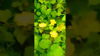 pumpkin flower Vasalile poosani pootamilsongpleaselikesharesubscribe [upl. by Ellennad]