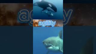 Orca vs Shark zoology marinebiology [upl. by Ardnasella408]