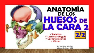 🥇 HUESOS DE LA CARA 22  Cornete Inferior Vomer Palatino Lacrimal [upl. by Brandais]