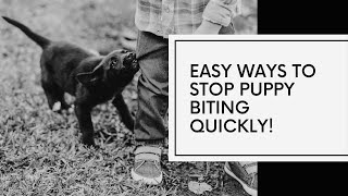 Easy Ways to Stop Puppy Biting Quickly [upl. by Bj]