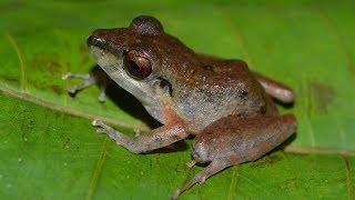 University of Michigan Researchers find Chytrid Fungus in Amazonian Frogs [upl. by Searby]