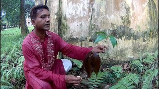 Reproduction and Development of Mango Mangifera indica [upl. by Gussi598]