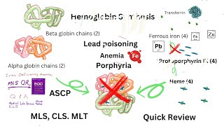 Sideroblastic anemia Lead Poisoning Anemia Porphyrias and More [upl. by Llerrut485]