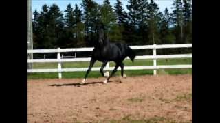 Schwarzenegger Hanoverian stallion at Liberty [upl. by Rog]