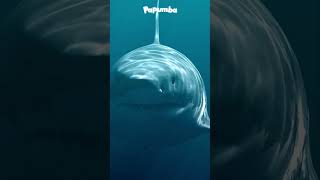 2 ANIMALES ACUÁTICOS ASOMBROSOS 🌊🦈 Tiburón y Tortuga Marina  Criaturas bajo el mar  Vida salvaje [upl. by Dnallor]