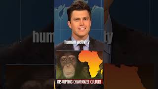 “WEEKEND UPDATE JOKE SWAPquot CHIMPANZEE CULTURE COLIN JOST😂😱shortssaturdaynightlive viraltrending [upl. by Pasol]