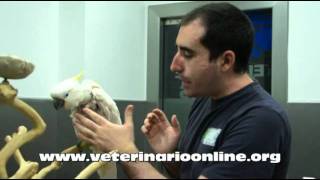 Como tratar el picaje en Aves  Veterinario Online [upl. by Damalis]