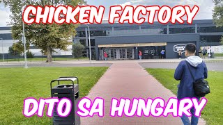 HUNGARY KISVARDA CHICKEN FACTORY [upl. by Yrrah]