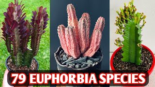 79 Euphorbia Species  Euphorbia Plant Varieties  Euphorbia plant types  Plant and Planting [upl. by Christina]