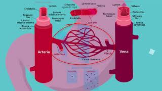 Hemodinámica [upl. by Sairahcaz]