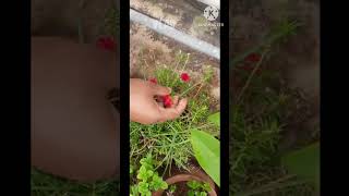 Moss rose 🏵️ shorts youtubeshorts shortsfeed viralshort gardening flowers plants share reel [upl. by Benioff251]