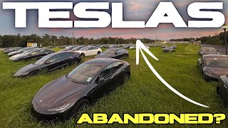 BrandNew Teslas Left in Overgrown Field Under the Florida Sun [upl. by Anegal373]