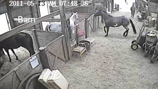 Woman getting kicked by horse Jukin Media Verified Original [upl. by Rad]