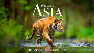 Wildlife of Asia 4K  Scenic Animal Film With Inspiring Music [upl. by Nnylyaj]