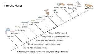 The Chordates [upl. by Ambie]