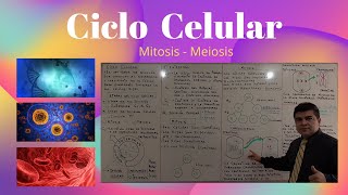 Ciclo Celular Mitosis  Meiosis [upl. by Assenay]