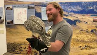 Gyrfalcon at World Center for Birds of Prey [upl. by Aronaele]