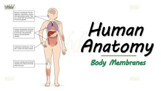 Human Anatomy  Body Membranes Easy explanation for Medical and Allied Healthcare Students [upl. by Angie]