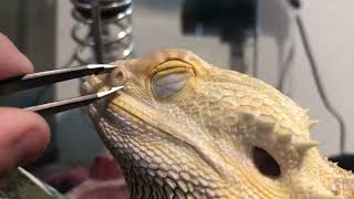 Pulling skin out of my bearded dragons nose [upl. by Amairam576]