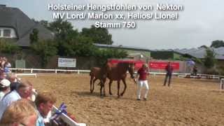 Holsteiner Hengstfohlen von Nekton Stamm750 [upl. by Oirom706]