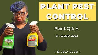 Plant PEST Control and other plant QUESTIONS answered  Leca Queen [upl. by Orest916]