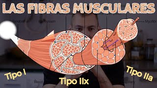 LAS FIBRAS MUSCULARE  TIPOS Y FUNCION [upl. by Durant]