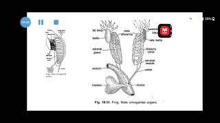 Urinogenital system in Frog  MALE amp FEMALE [upl. by Chow]