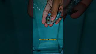 Srd Flowerhorn 🤙🧡FlowerhornAquaticssDindigul flowerhorn aquariumfish [upl. by Fredek]