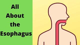 All about the Esophagus [upl. by Darnall]