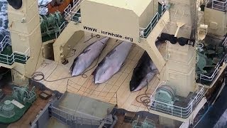 Sea Shepherd intercepts Japanese whaling fleet [upl. by Eyahs]