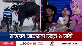 রাজধানীর মগবাজারে ক্ষ্যাপাটে মহিষের আক্রমণে নারী নিহতআহত ১০  Buffalo attack  Jamuna TV [upl. by Delamare1]