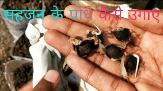 How To Grow Moringa Tree From ODC 3 Seeds सहजन के पौधे कैसे उगाए Drumstick Tree Seeds  ODC3 [upl. by Lennie]