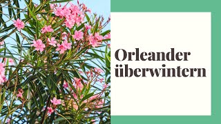 Oleander überwintern  So wird der Oleander winterfest und vor Frost geschützt [upl. by Faulkner]