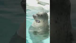 5 Fun Facts About Seals You Didnt Know [upl. by Hsakaa]