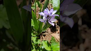 🤩💜 Babiana ou Flor de Veludo babiana flordeveludo primavera achado floreslindas [upl. by Betthezul]