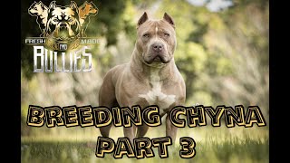 Breeding Chyna Part 3 AmericanBullyVlog [upl. by Sigismond]