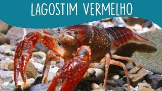 5 coisas que você precisa saber sobre o LAGOSTIM VERMELHO  Minha Fauna [upl. by Elletnuahs]