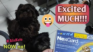 Using Nexgard Spectra for Our Shih Tzus  101 Legit [upl. by Camel]