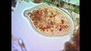 Инфузория туфелька под микроскопом under microscope [upl. by Kaliope706]